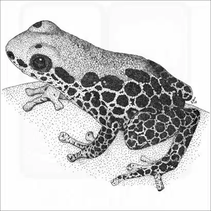 Red-Backed Poison Dart Frog