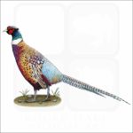 Ring-Necked Pheasant illustration