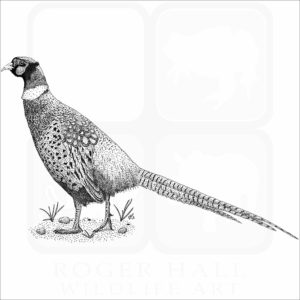 Ring-Necked Pheasant