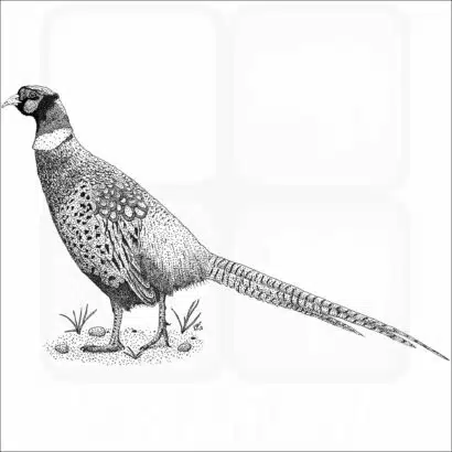 Ring-Necked Pheasant
