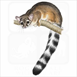 Ring-Tailed Cat illustration
