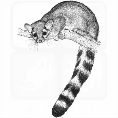 Ring-Tailed Cat