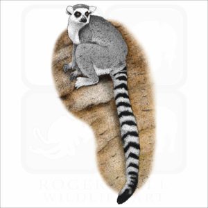 Ring-Tailed Lemur illustration