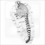Ring-Tailed Lemur