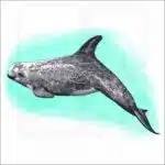 Risso's Dolphin illustration