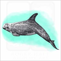 Risso's Dolphin illustration