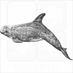 Risso's Dolphin