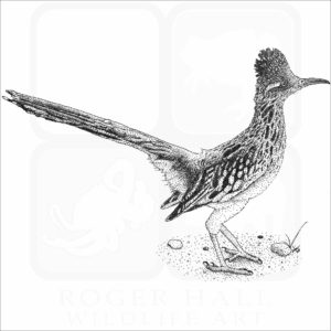 Greater Roadrunner
