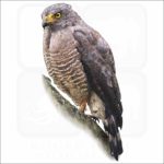 Roadside Hawk illustration