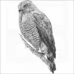 Roadside Hawk