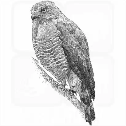 Roadside Hawk