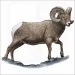 Rocky Mountain Bighorn Sheep illustration