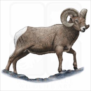Rocky Mountain Bighorn Sheep illustration