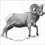 Rocky Mountain Bighorn Sheep
