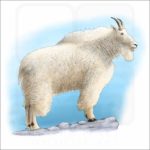 Rocky Mountain Goat illustration