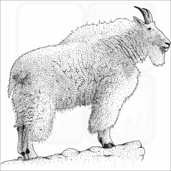 Rocky Mountain Goat