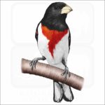 Rose-Breasted Grosbeak illustration