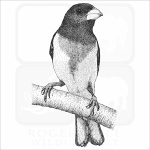 Rose-Breasted Grosbeak