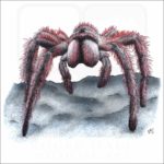Chilean Rose Tarantula illustration