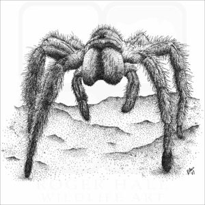 Chilean Rose Tarantula