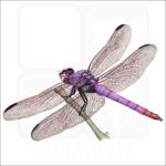 Roseate Skimmer Dragonfly illustration