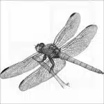 Roseate Skimmer Dragonfly