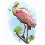 Roseate Spoonbill illustration