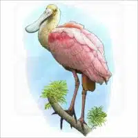 Roseate Spoonbill illustration