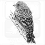 Brown-Capped Rosy Finch
