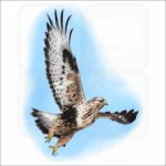 Rough-Legged Hawk illustration