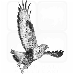 Rough-Legged Hawk