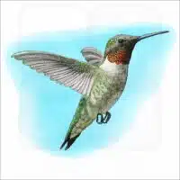 Ruby-Throated Hummingbird illustration