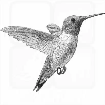 Ruby-Throated Hummingbird