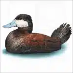 Ruddy Duck illustration