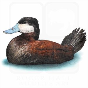 Ruddy Duck illustration