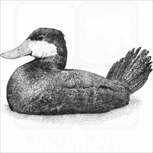 Ruddy Duck