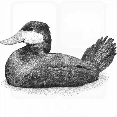 Ruddy Duck