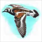 Ruddy Turnstone illustration