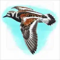 Ruddy Turnstone illustration