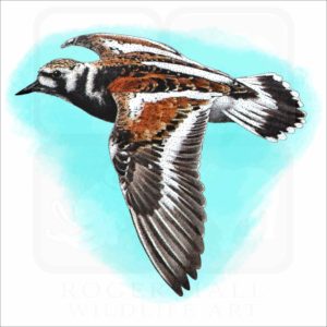 Ruddy Turnstone illustration