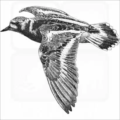 Ruddy Turnstone