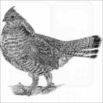 Ruffed Grouse