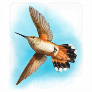 Rufous Hummingbird illustration