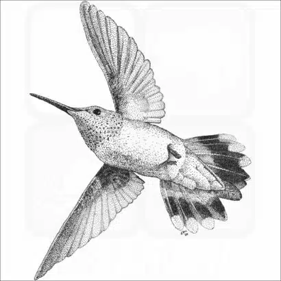Rufous Hummingbird