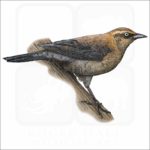 Rusty Blackbird illustration