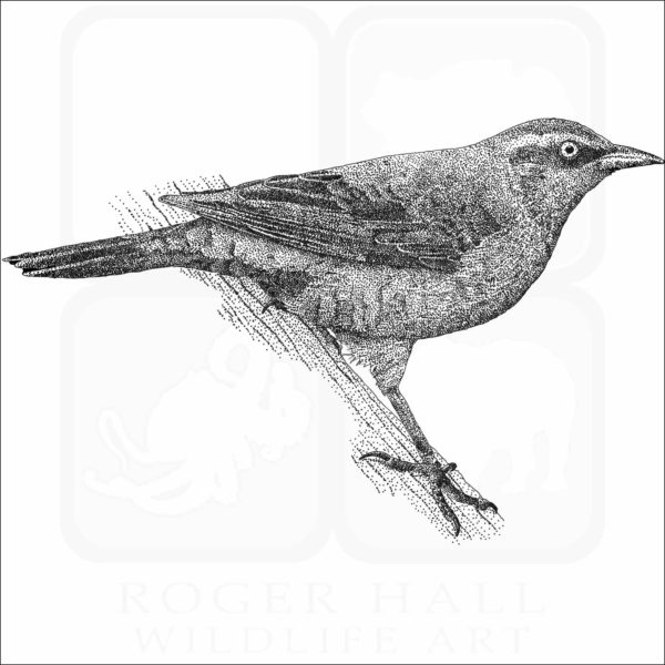 Rusty Blackbird