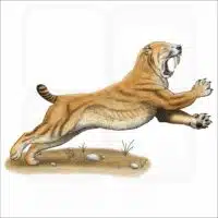 Saber-Tooth Cat or Saber-Tooth Tiger illustration
