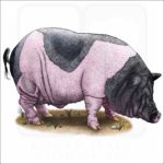 Saddleback Pig illustration