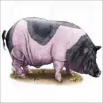Saddleback Pig illustration