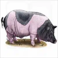 Saddleback Pig illustration
